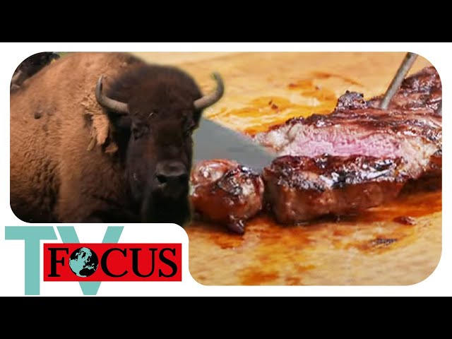 Delikatesse Bison: Wie gut schmeckt das exotische Fleisch? | Focus TV Reportage