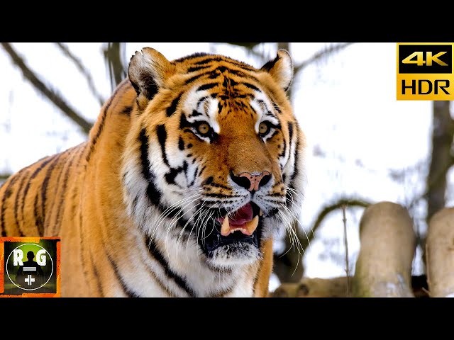 Wildlife Animals 4K | Scenic Relaxation Video and Nature Sounds | 8 Hours
