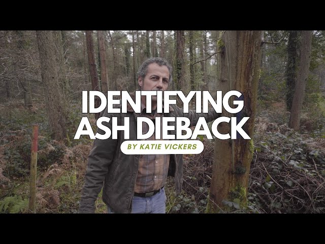 How to identify Ash Dieback