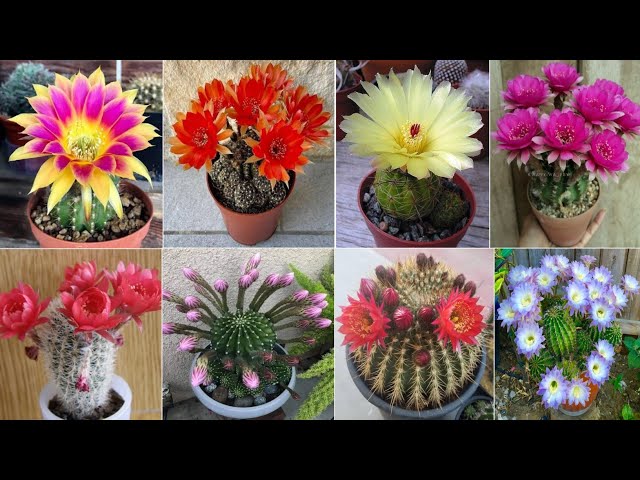 83 ECHINOPSIS Cactus Plant Varieties | Echinopsis Varieties | Echinopsis types | Plant and Planting