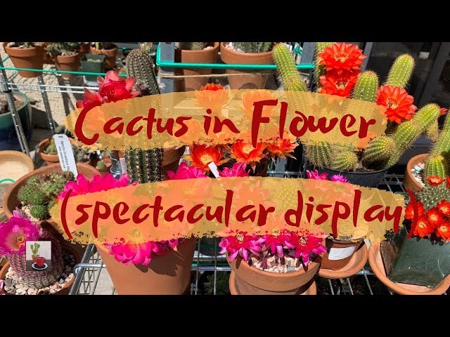 Spectacular Cactus Flower Display (Mother's Day Cactus Collection update)