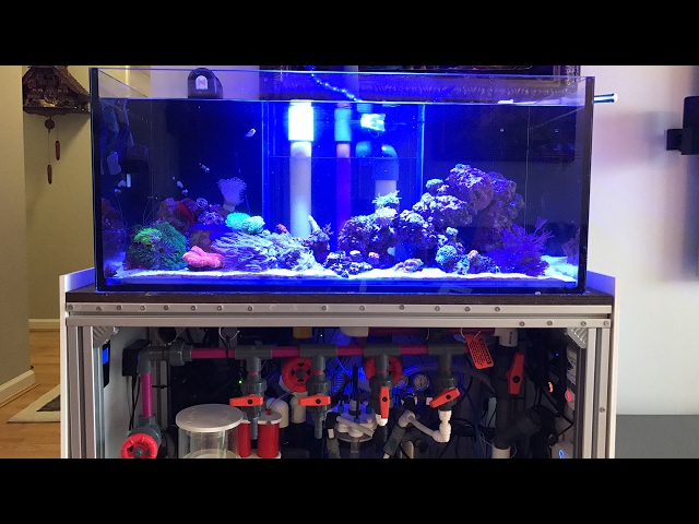 How to Reef Aquarium Maintenance The Right Way - LIVE Part 2