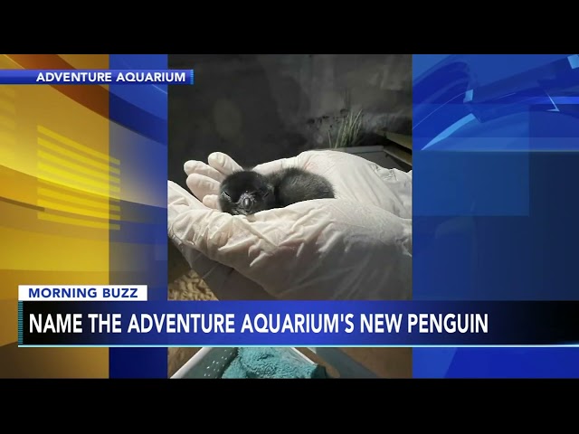 Help name Adventure Aquarium's newly hatched little blue penguin chick