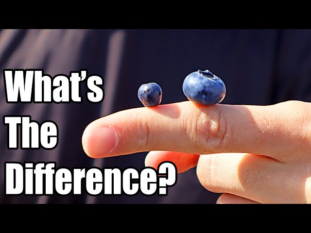 BILBERRY - How European Blueberries are Different than American Blueberries - Weird Fruit Explorer