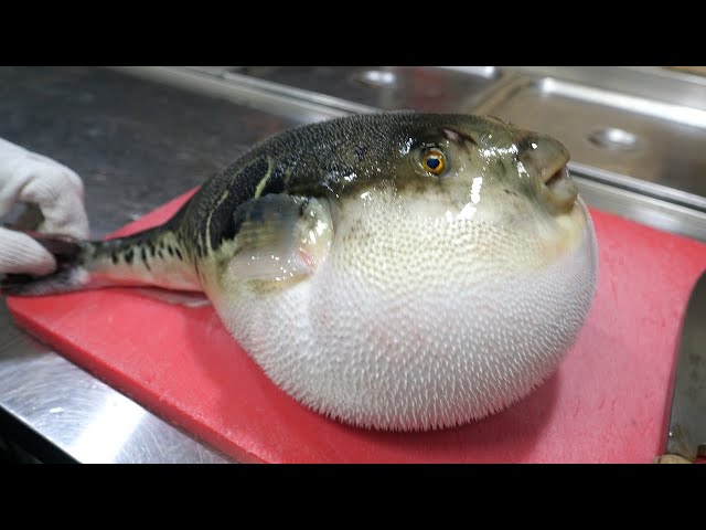강남 넘버원 복어 사시미 코스 요리 / Live Fugu Pufferfish Sashimi in South Korea - Korean Street Food