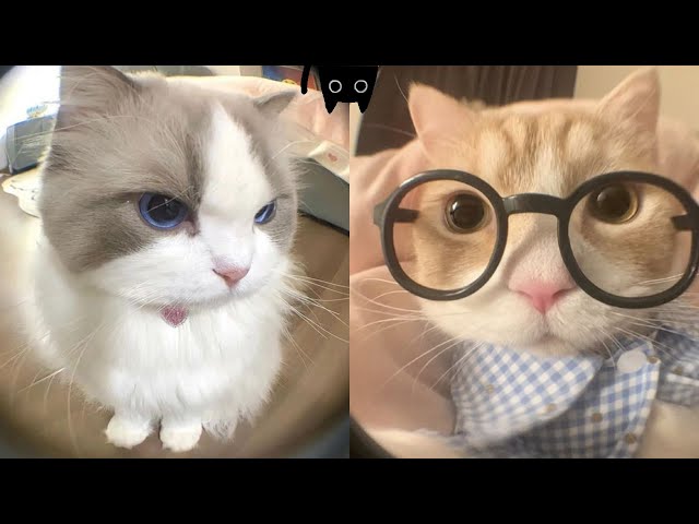 Try Not To Laugh 🤣 New Funny Cats Video 😹 - MeowFunny Par 39