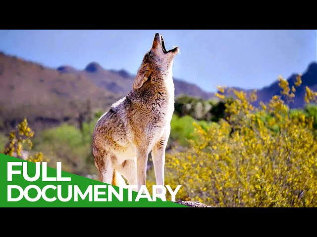 Coyotes vs. Wolves - An Unequal Battle in Yellowstone National Park | Free Documentary Nature