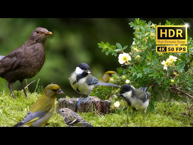 74min of Nature Escape with Forest Bird Sounds and Adorable Little Birds (4K HDR)
