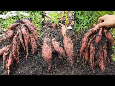 How to grow sweet potatoes plant / how to plant sweet potatoes in sacks