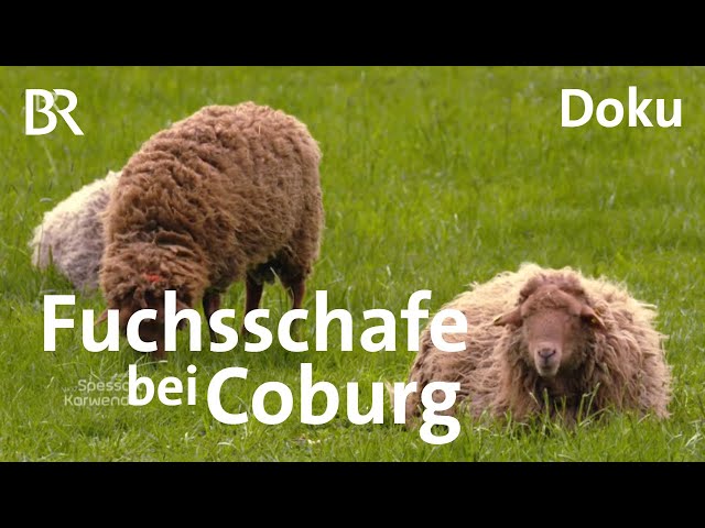 Fuchsschafe bei Coburg: Rasenmäher und Düngerlieferant | Zwischen Spessart und Karwendel | Doku | BR