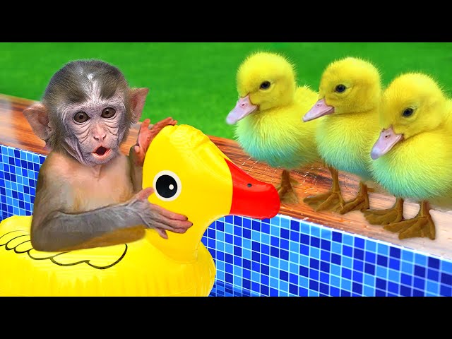 Monkey Baby Ben Ben uses toilet paper and naughty in the Pool with puppy and duckling