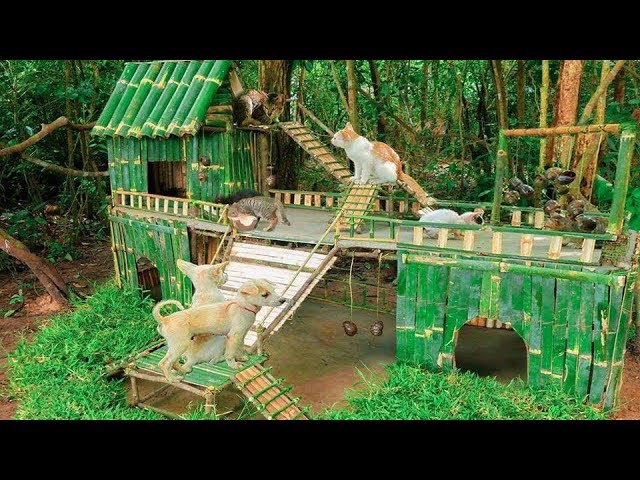 Rescue Kitten Cats And Build Bamboo Cats House