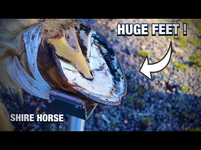 Satisfying Hoof Restoration - HUGE FEET!