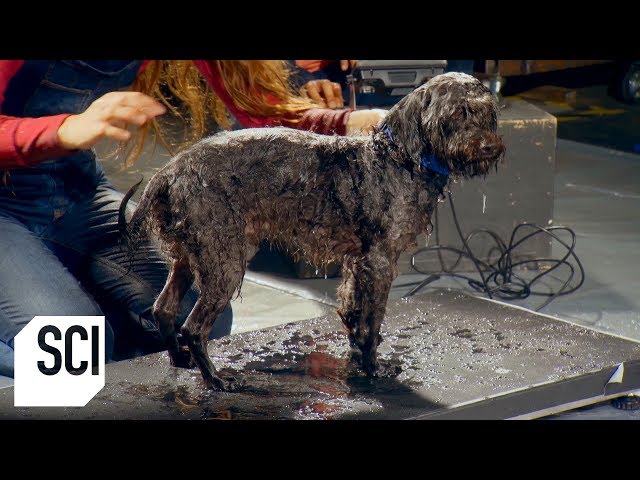 How Much Water Can a Wet Dog Shake Off? | MythBusters Jr.