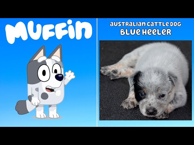 130 Bluey Characters! (EVERY DOG BREED inspiration for Bluey season 1,2 and 3 in REAL LIFE)