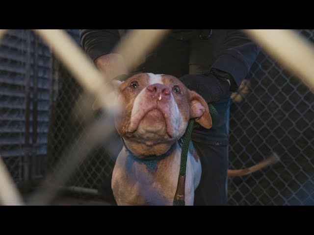 Dogfighting Ring Busted on Long Island