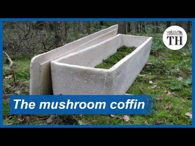 A coffin made of mushrooms