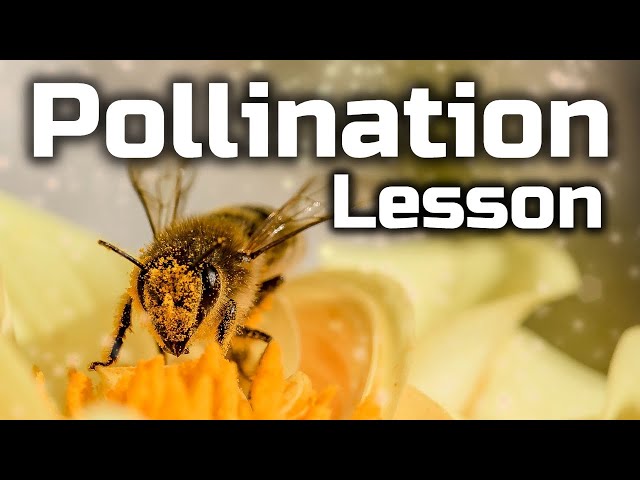 Pollination Lesson for Children