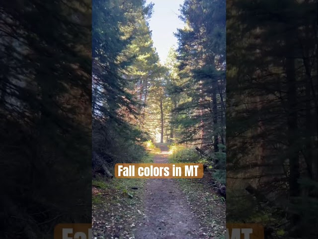 The Colors of Fall in Montana get the blood pumping #citywalks #treadmillscenery #virtualtour