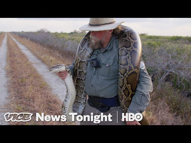The Bounty Hunters Catching Pythons In Florida (HBO)