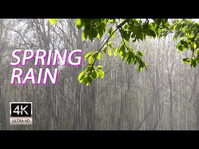 Heavy Springtime Rainfall - Ambient Rain Sounds for Instant Relaxation - 1Hour - 4K UHD