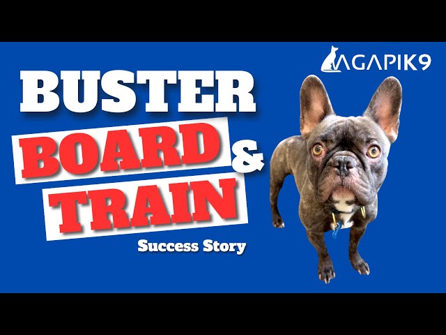 A Board & Train Success Story - Buster Goes Home