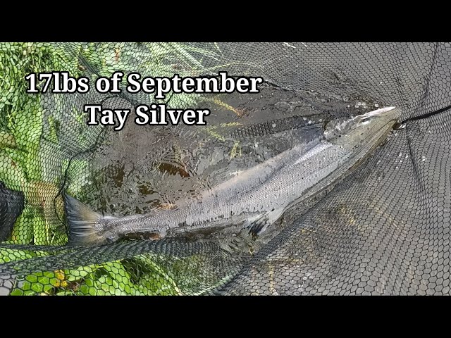 Salmon Fishing 17lb Tay Silver from Walkmill September 2023