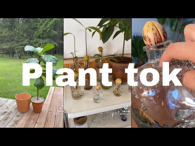 Plant tok🌱