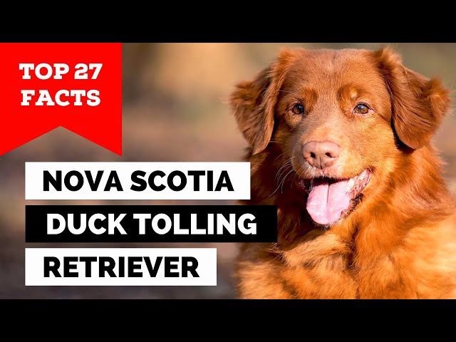 99% of Nova Scotia Duck Tolling Retriever Owners Don't Know This