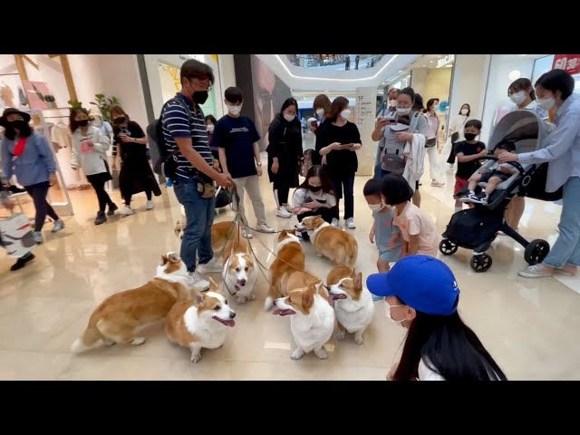 [Sub] This is the only large shopping mall in Korea that you can use with your dog.😊