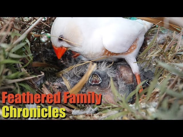 Feathered Family Chronicles Day 11: A Heartwarming Journey of Bird Parents Raising Their Newborns