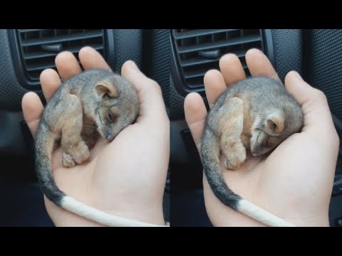 Farmer Saves Baby Possum From Freezing