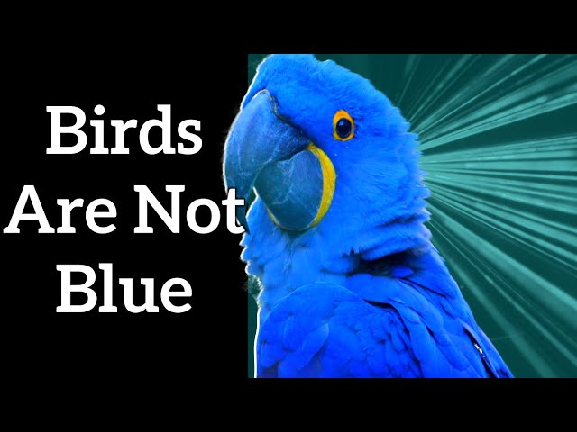 Structural Color in Birds - Blue Feathers Are Not Blue!