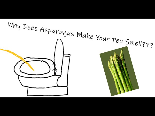 Why Does Asparagus Make Your Pee Smell? Asparagus Pee Explained