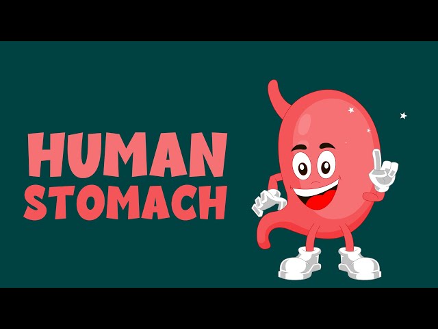 Human Stomach - Anatomy, Function, Diagram and more... - Learning Junction