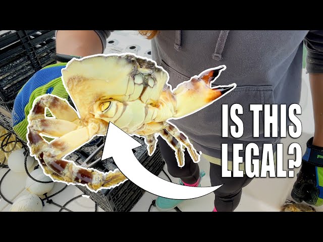 Is this LEGAL? Stone Crabbing Questions with *HONEST* Answers!