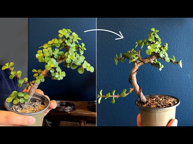 Wiring a Portulacaria Afra for bonsai - Little Jade Bonsai
