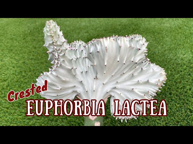 Potting up a crested #Euphorbia lactea #graft