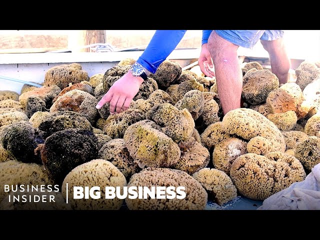 How This Florida Town Became The Sea Sponge Capital Of The World | Big Business | Business Insider
