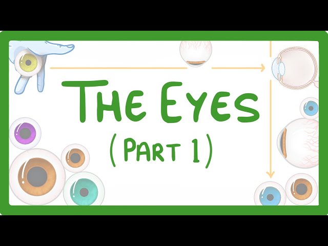 GCSE Biology - How the Eye Works (Part 1) - Structure of the Eye & Iris Reflex  #31