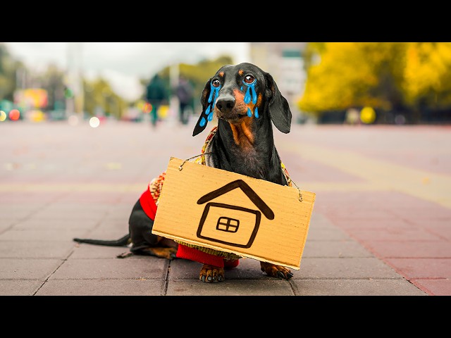 Stray Dogs Hilarious Mischiefs! Cute & Funny Dachshunds Compilation!