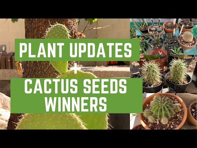 Gifted Plants Update and Cactus Seeds Winners! (Cactus and Succulents)