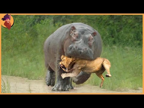 15 Merciless Animal Battles Ever Filmed