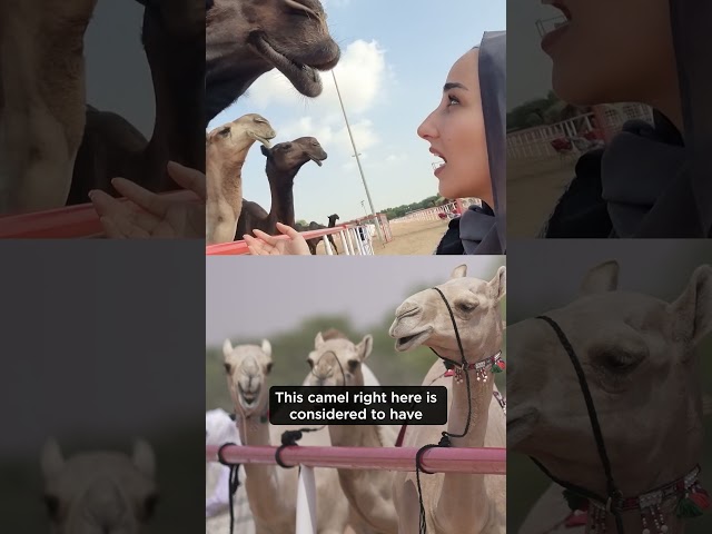 Inside Abu Dhabi's Camel Pageant