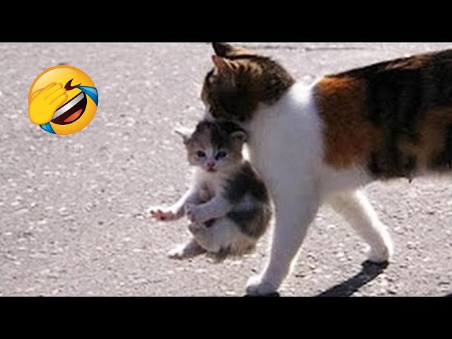 When Cats Become Mothers For  The First Time 😂 Funniest Cats and Dogs 😺🐶