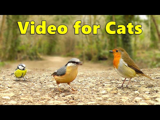 Videos for Cats ~ Cat TV by Paul Dinning