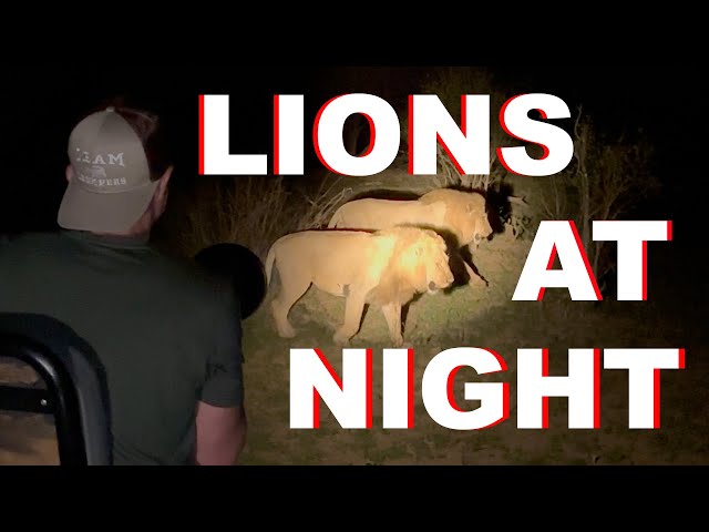 Walking With Hyenas and Tracking Large Male Lions!
