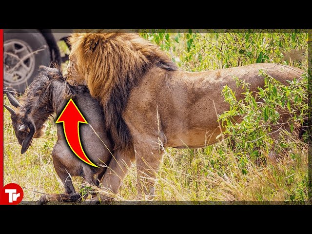 10 Of The Most Merciless Lion Attacks You Will Ever See