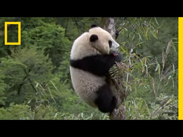 Elusive Giant Panda | National Geographic