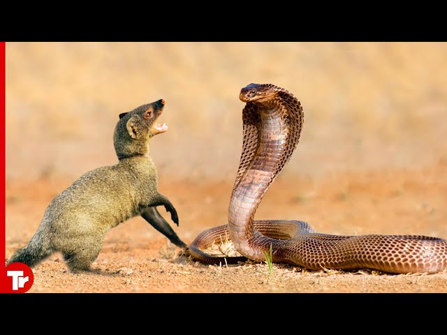 10 Times Mongooses and Cobras Take the Stage